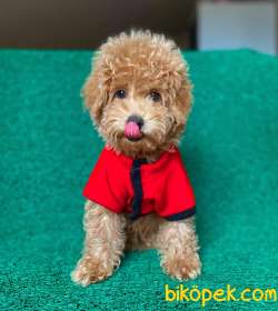 Safkan Toy Poodle Oğlumuz Alf  Yeni Ailesini Bekliyor 2