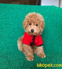 Safkan Toy Poodle Oğlumuz Alf  Yeni Ailesini Bekliyor 4