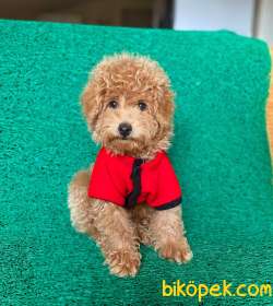 Safkan Toy Poodle Oğlumuz Alf  Yeni Ailesini Bekliyor 5