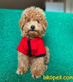 Safkan Toy Poodle Oğlumuz Alf  Yeni Ailesini Bekliyor 1