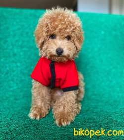 Safkan Toy Poodle Oğlumuz Alf  Yeni Ailesini Bekliyor 3
