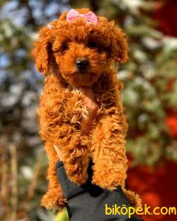 Safkan Toy Poodle Red Brown 4