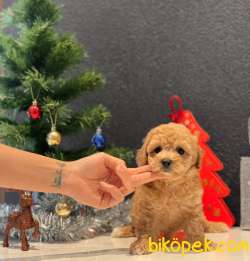 SAFKAN TOY POODLE YAVRULAR 4