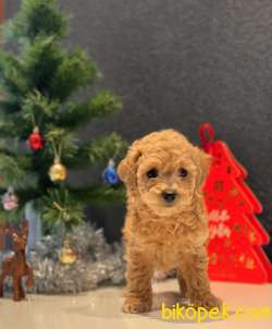 SAFKAN TOY POODLE YAVRULAR 5