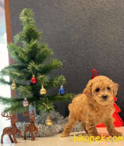 SAFKAN TOY POODLE YAVRULAR 2