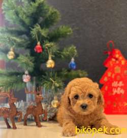 SAFKAN TOY POODLE YAVRULAR 3