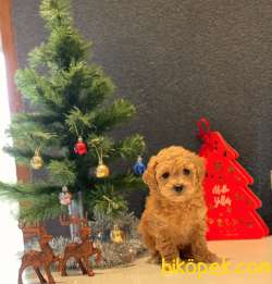 SAFKAN TOY POODLE YAVRULAR 1