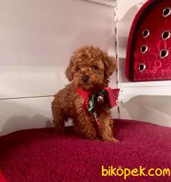 Safkan Toy Poodle Yavrular 4