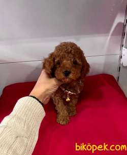 Safkan Toy Poodle Yavrular 5