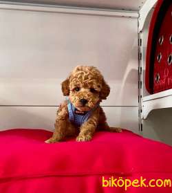 Safkan Toy Poodle Yavrular 3