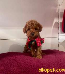 Safkan Toy Poodle Yavrular