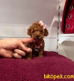 Safkan Toy Poodle Yavrular 2