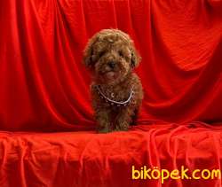 SAFKAN TOY POODLE YAVRULAR 3