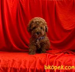 SAFKAN TOY POODLE YAVRULAR 3