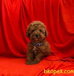 SAFKAN TOY POODLE YAVRULAR