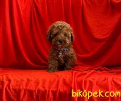 SAFKAN TOY POODLE YAVRULAR 2