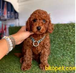 Safkan Toy Poodle Yavrular 2