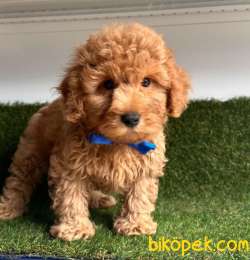 Safkan Toy Poodle Yavrular 1
