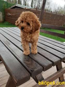 SAFKAN TOY POODLE YAVRULARI 3