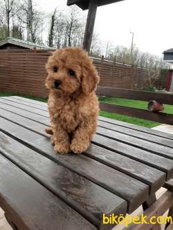 SAFKAN TOY POODLE YAVRULARI 5