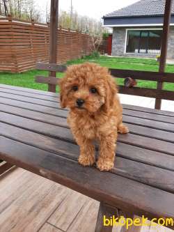 SAFKAN TOY POODLE YAVRULARI 1