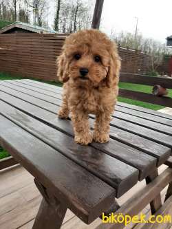 SAFKAN TOY POODLE YAVRULARI 2
