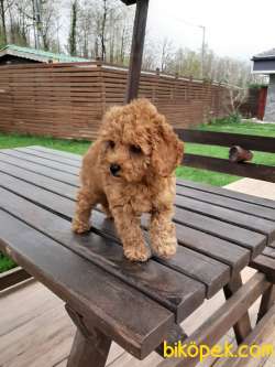 SAFKAN TOY POODLE YAVRULARI 4