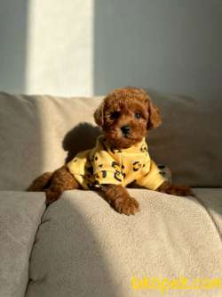 Safkan Toy Poodle Yavruları 2