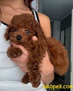 Safkan Toy Poodle Yavruları 3