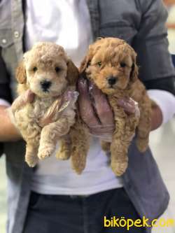 SAFKAN (TOY) POODLE YAVRULARI VONALP GARANTİSİYLE 2