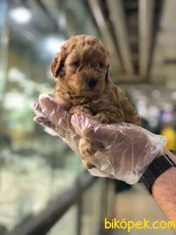 SAFKAN (TOY) POODLE YAVRULARI VONALP GARANTİSİYLE 3