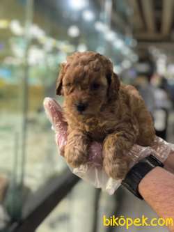 SAFKAN (TOY) POODLE YAVRULARI VONALP GARANTİSİYLE 1