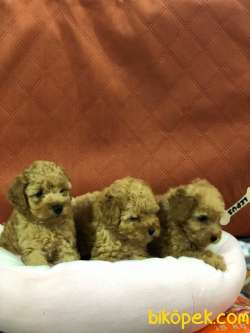 SAFKAN (TOY) POODLE YAVRULARI VONALP GARANTİSİYLE 3