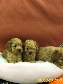 SAFKAN (TOY) POODLE YAVRULARI VONALP GARANTİSİYLE 1