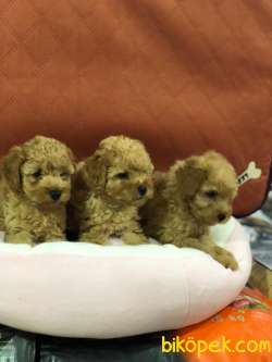 SAFKAN (TOY) POODLE YAVRULARI VONALP GARANTİSİYLE 2