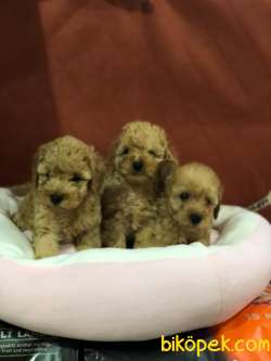 SAFKAN (TOY) POODLE YAVRULARI VONALP GARANTİSİYLE 4