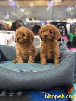SAFKAN (TOY) POODLE YAVRULARI VONALP GARANTİSİYLE 2