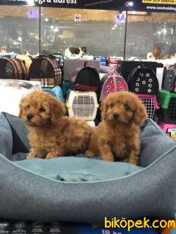 SAFKAN (TOY) POODLE YAVRULARI VONALP GARANTİSİYLE 3