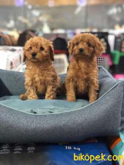 SAFKAN (TOY) POODLE YAVRULARI VONALP GARANTİSİYLE 1