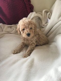 SAFKAN TOY POODLE YAVRULARIMIZ 3