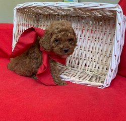 SAFKAN TOY POODLE YAVRULARIMIZ 4