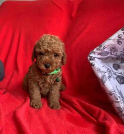 SAFKAN TOY POODLE YAVRULARIMIZ