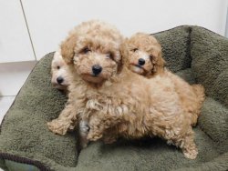 SAFKAN TOY POODLE YAVRULARIMIZ 2