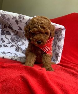 SAFKAN TOY POODLE YAVRULARIMIZ 5