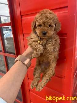 SAFKAN TOY POODLE YAVRULARIMIZ 4