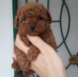 SAFKAN TOY POODLE YAVRULARIMIZ 1