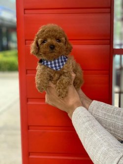 SAFKAN TOY POODLE YAVRULARIMIZ 2