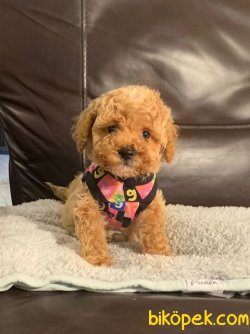 SAFKAN TOY POODLE YAVRULARIMIZ 3