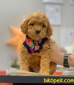 SAFKAN TOY POODLE YAVRULARIMIZ 1