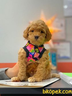 SAFKAN TOY POODLE YAVRULARIMIZ 2